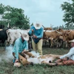 Best Cattle Brand Generator