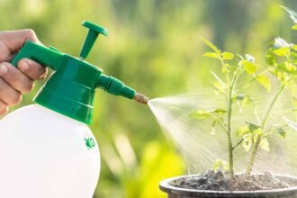 Why Your Leafy Greens Hate Foliar Liquid Fertilizer (And What To Do Instead)